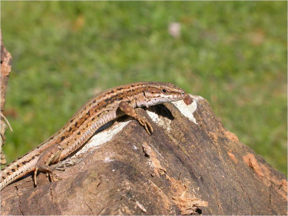 02_Lagartija_iberica_blog